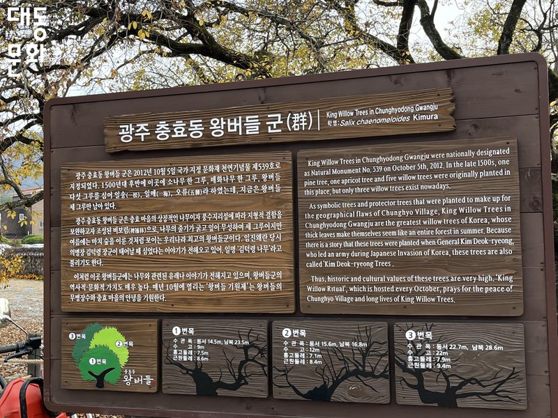 파일:광주 충효동 왕버들 군-설명-대동문화재단 보유사진.jpg