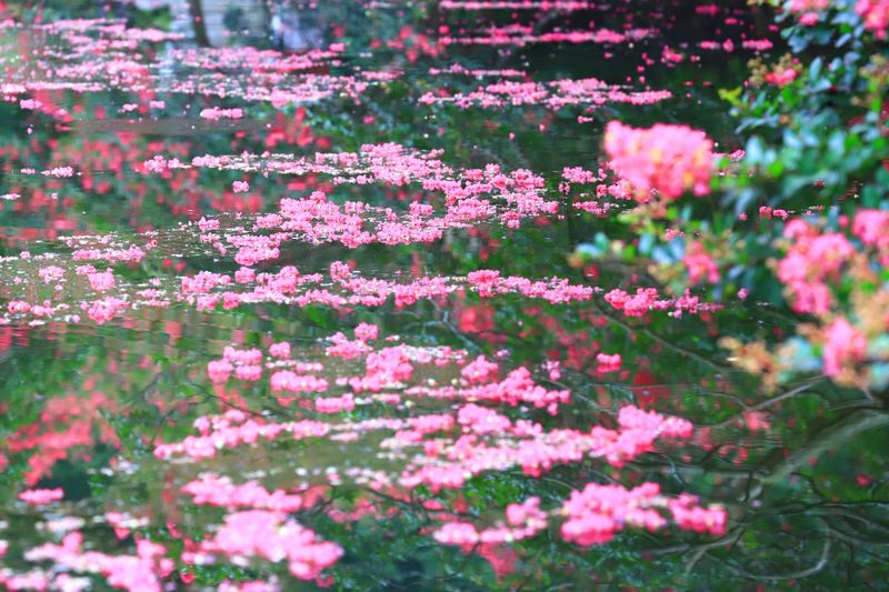 파일:명옥헌원림2.jpg