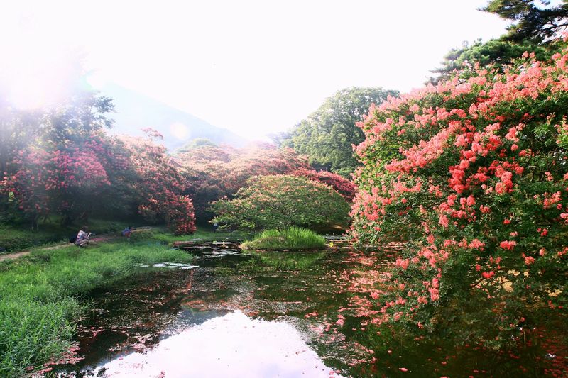 파일:명옥헌원림1.jpg